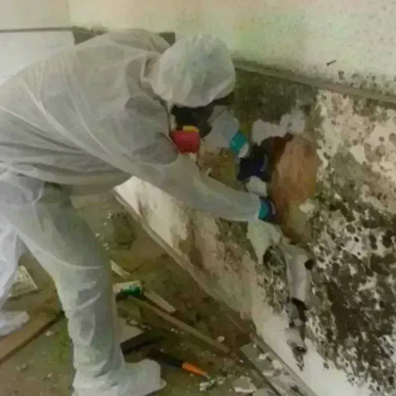 Mold Remediation and Removal in Grantham, NH